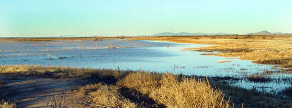 A low spot in the desert collects enough water to attract thousands of wintering Sandhill Cranes.