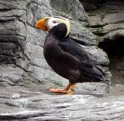 A Puffin! But not wild. Look for Puffin nesting near Cannon Beach, Oregon, on the Haystack Rocks.