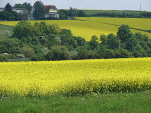 Rapeseed is called Canola in the US. Vast fields of rapeseed are grown for the Ethanol industry.